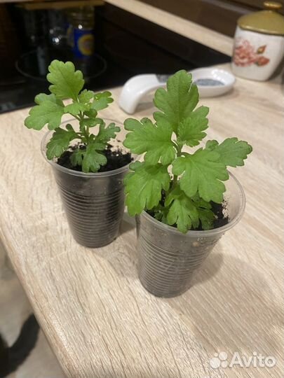 Хризантемы мультифлора