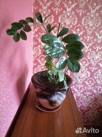 Травянистое растение замиокулькас