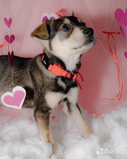 Щенок в добрые руки / Лея