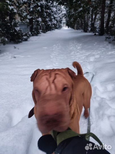 Отдам в добрые руки собаку
