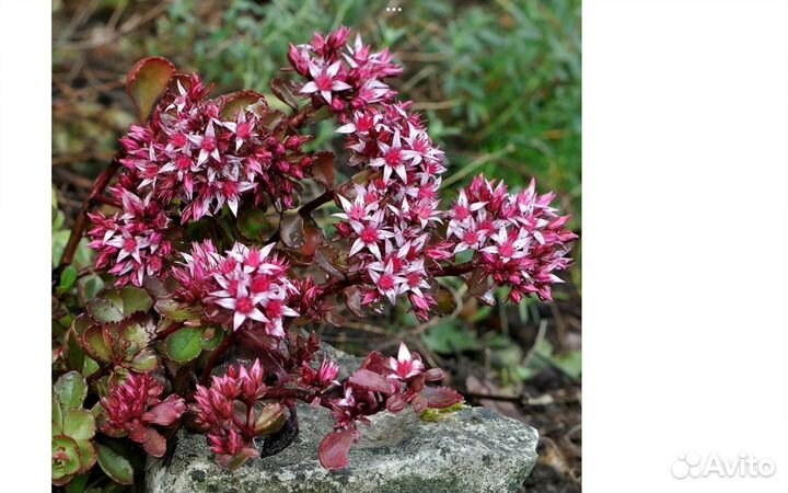 Суккуленты садовые, почвопокровники