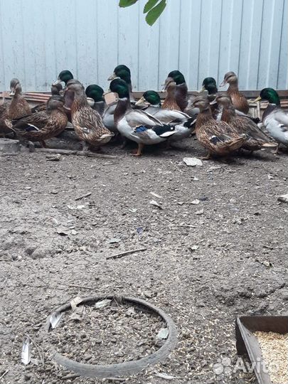 Утки дикие«кряквы»