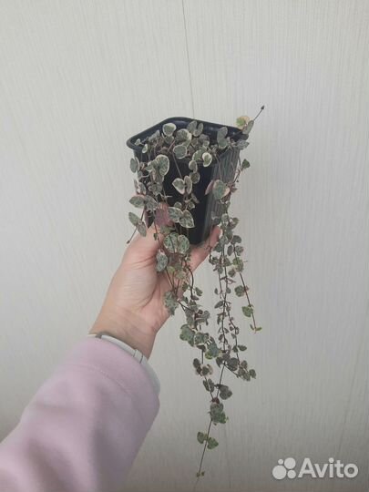 Циропегия вуда