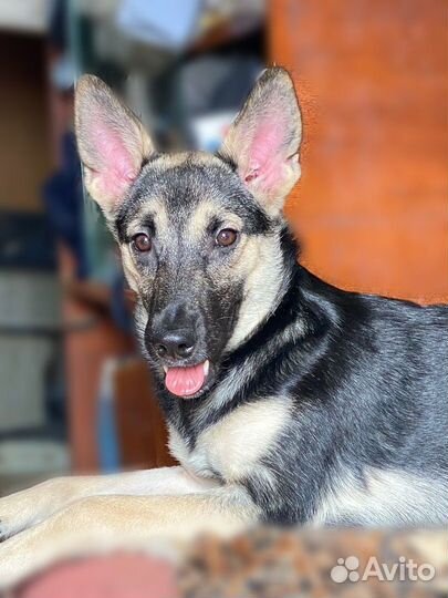 Овчарка самым лучшим хозяевам