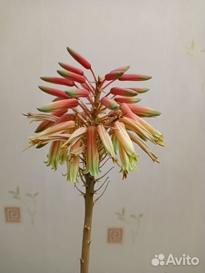 Алоэ цветущее