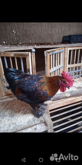 Петух маран черно медный