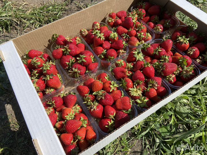 Готовый бизнес по выращиванию клубники