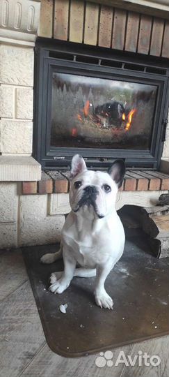 Французский бульдог кабель вязка