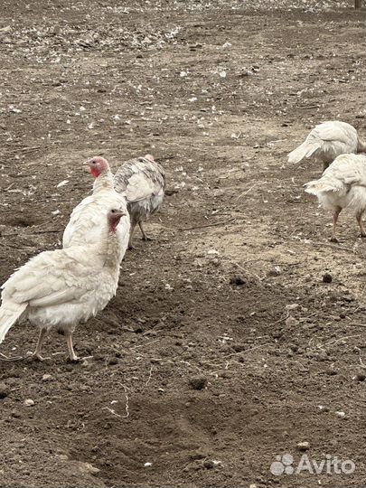 Домашние индюки и индюшки