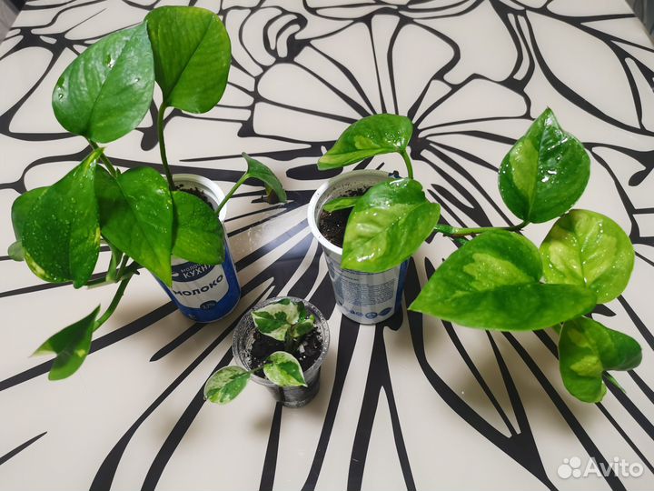 Эпипремнум