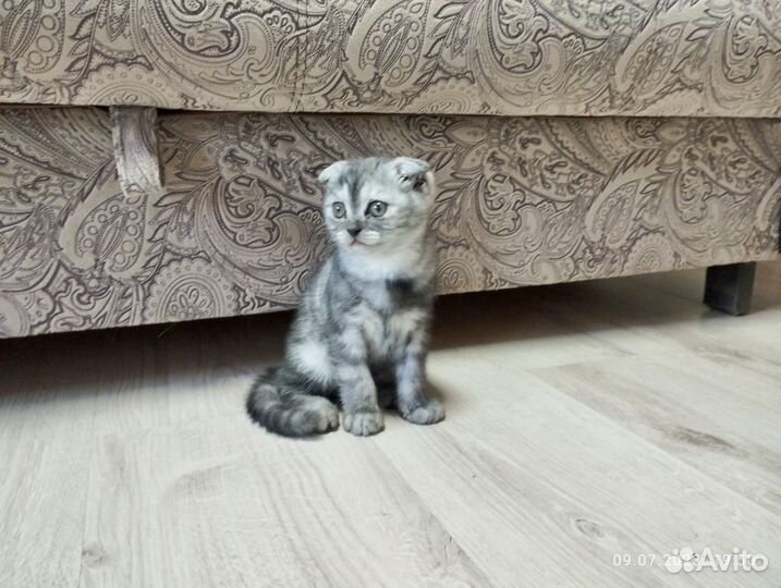 Шотландская вислоухая кошечка ищет дом
