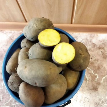 Продам картофель домашний
