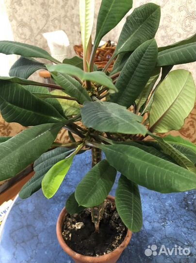 Молочай трехгранный