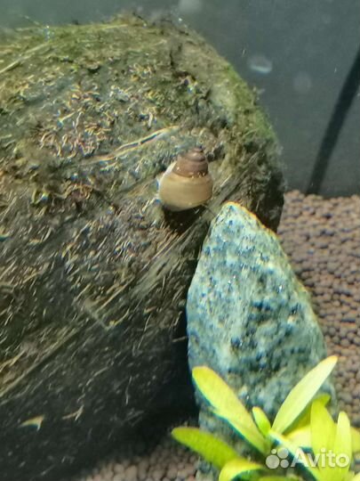 Улитки ампулярии