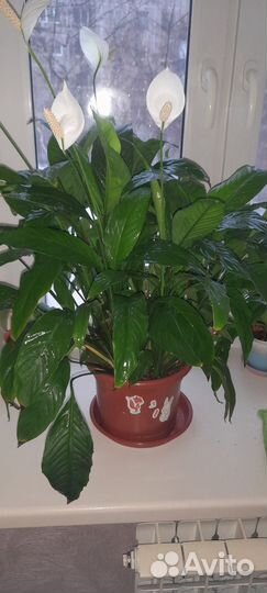 Спатифиллум