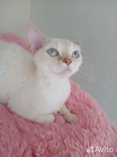 Девон-рекс кошка