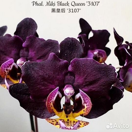 Орхидея Phal. Miki Black Queen