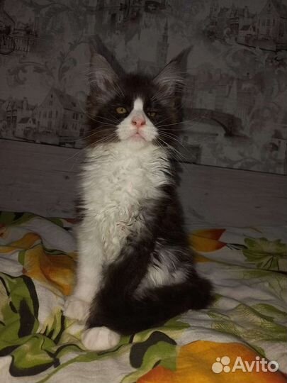 Кошки мейн-кун