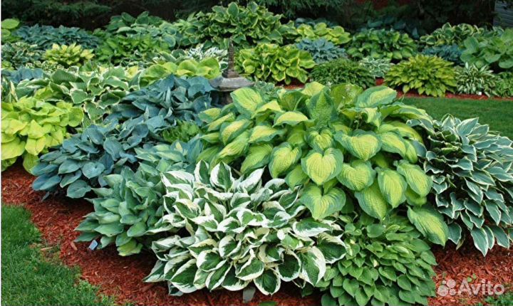 Хоста растение