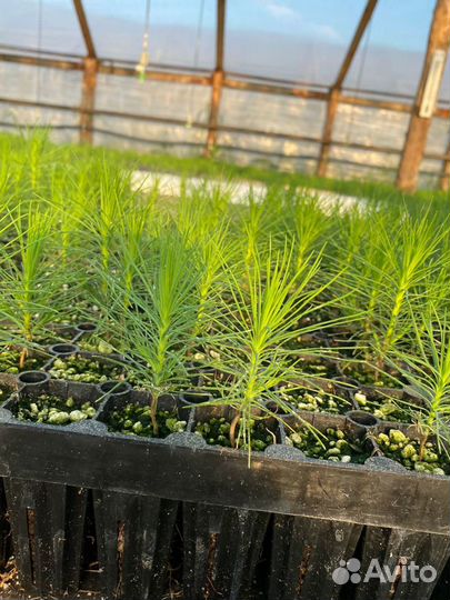 Сеянцы сосны зкс