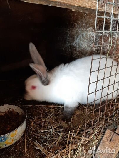 Племенных крольчат