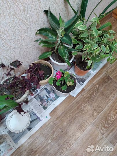 Комнатные цветы разные