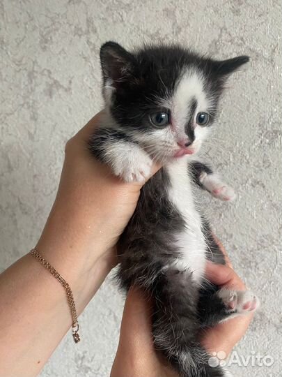 Кошка в дар