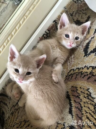 Котята от абиссинского кота