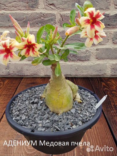 Адениумы, семена