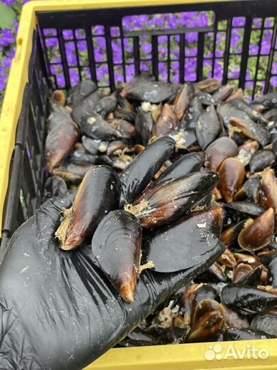Мидии черноморские живые