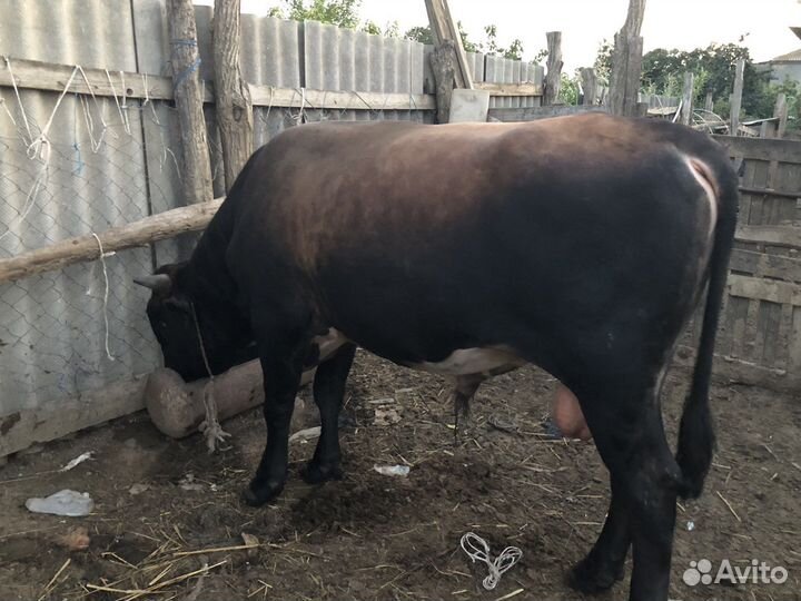 Быки на племя