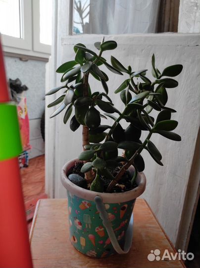 Денежное дерево толстянка