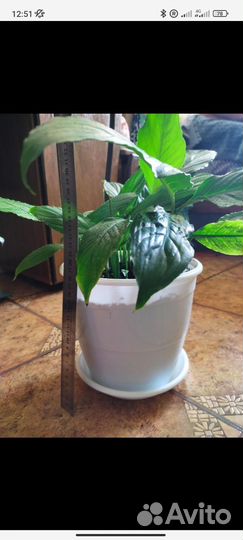 Спатифиллум