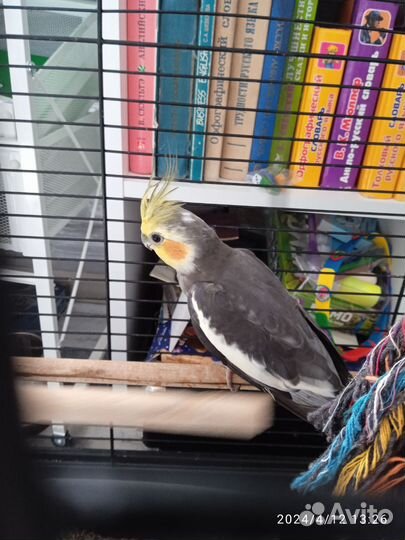 Попугай корелла