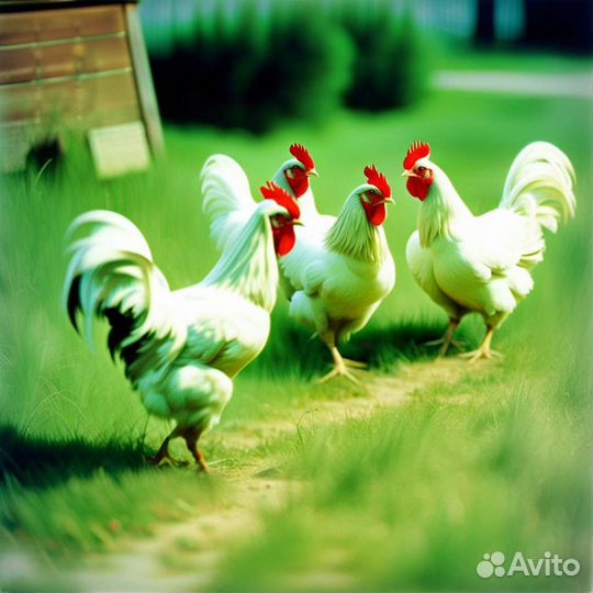 Трава свежая для животных