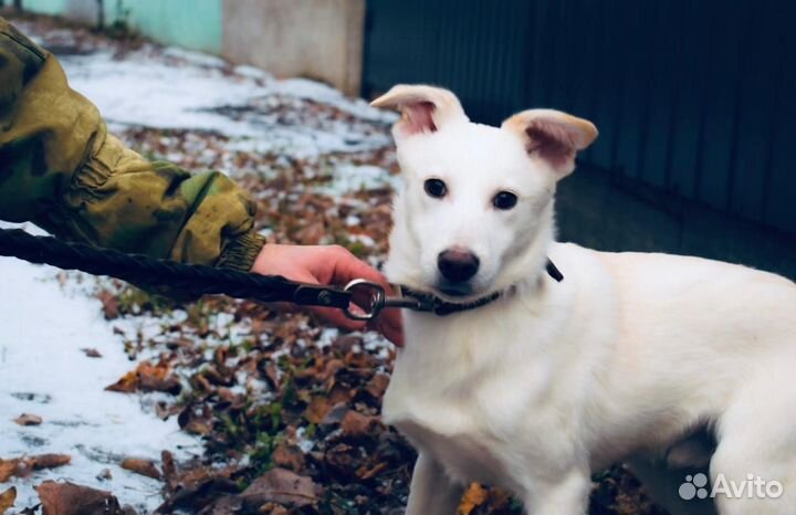 Белоснежный щеночек в добрые руки