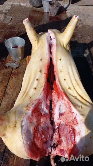 Мясо свинина оптом