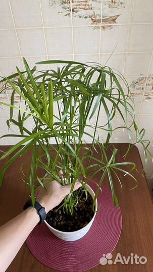 Циперус папирус