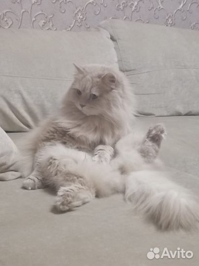 Кот Прохор ищет хозяина