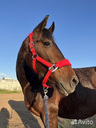 Недоуздок для лошади