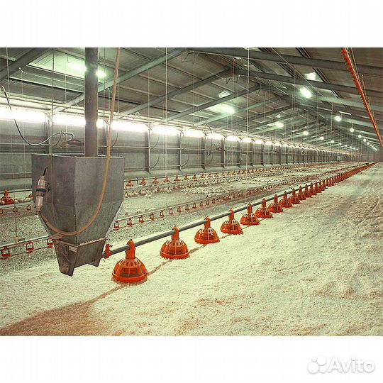 Линии кормления. Корма