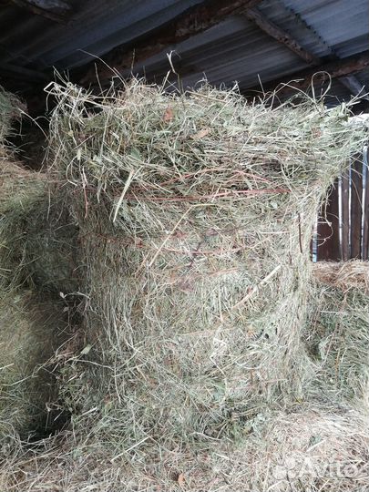 Продам сено в рулонах