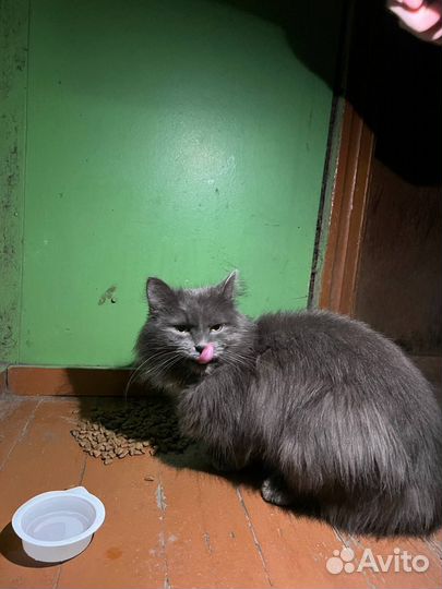 Котик бездомный