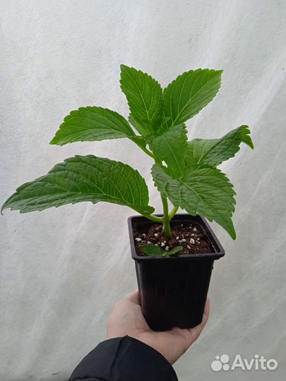 Гортензия Royalty Angel Wings Blue