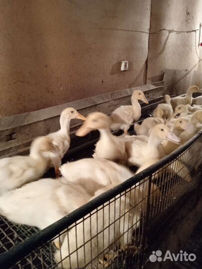 Утки подрощенные