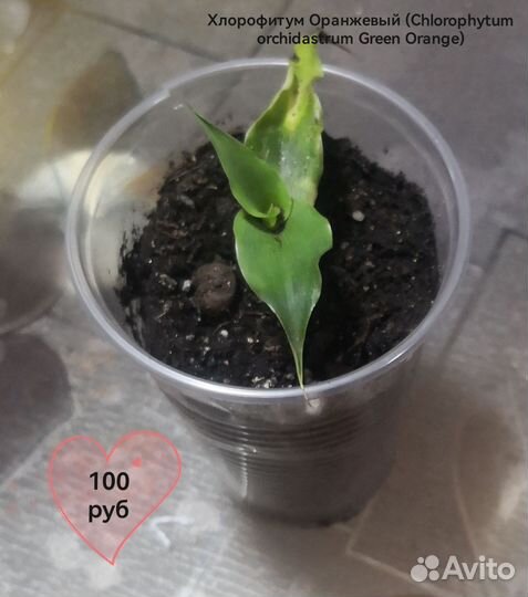 Хлорофитум грин оранж