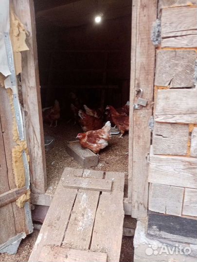 Куры несушки