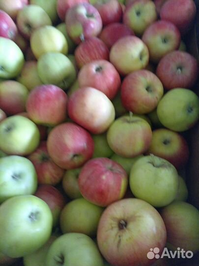 Яблоки
