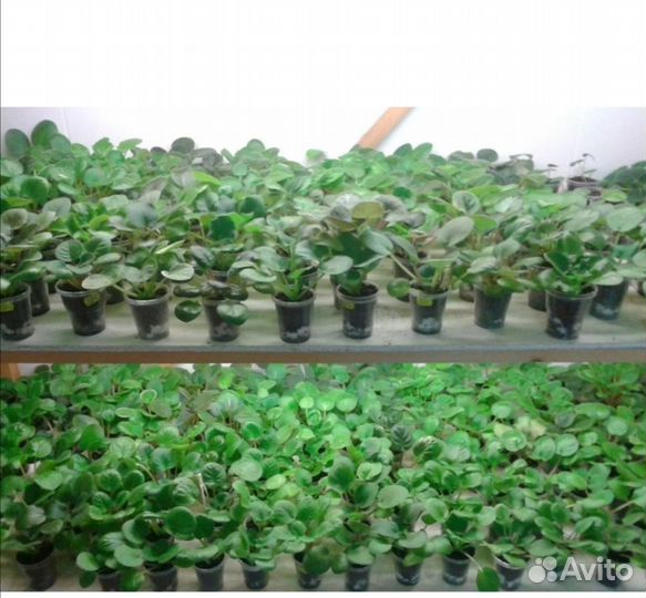 Детки, стартеры и листики сортовых фиалок