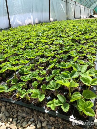 Касетная рассада земляники садовой